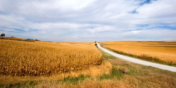 iowa-corn-field.jpg