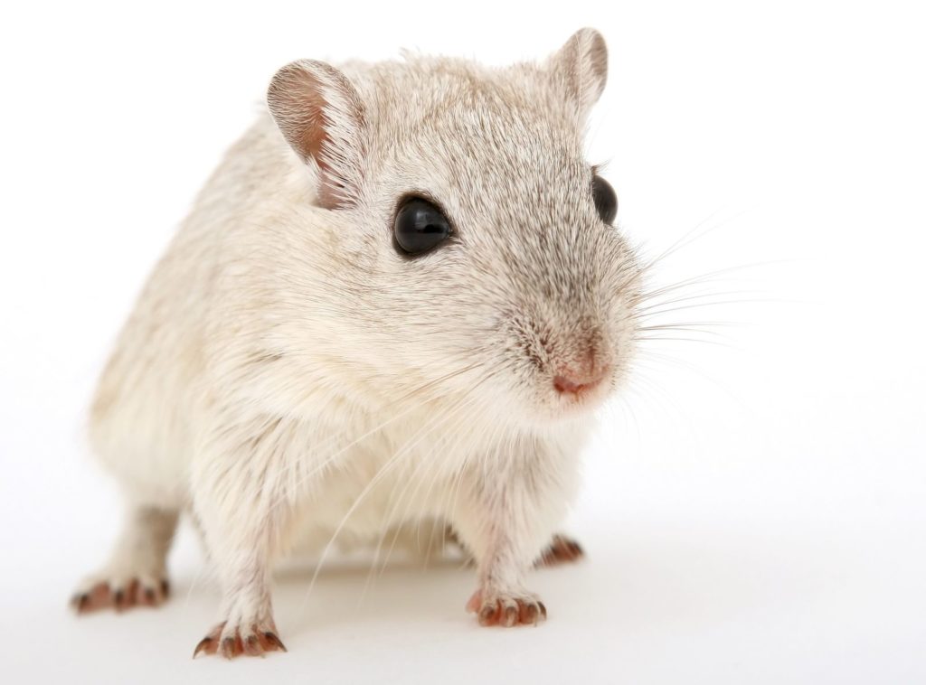 does-car-insurance-cover-rodent-damage